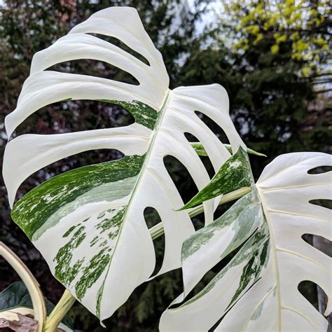 龜背竹英文|袁晓辉 Rita : 龜背竹 Monstera deliciosa